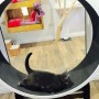 Ferris Cat Exercise Wheel