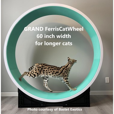 Ferris Cat Exercise Wheel