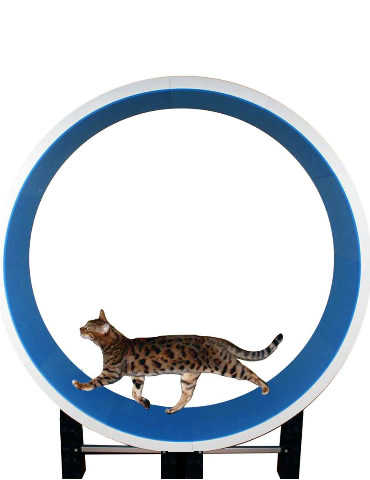 ferris wheel cat